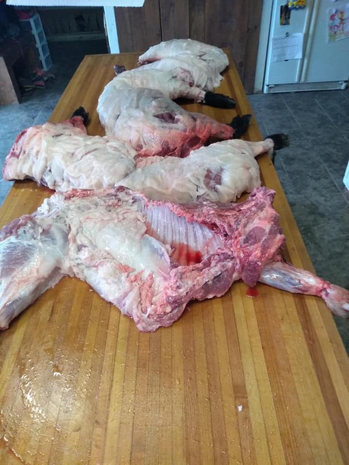 finally butchered pigs on it!