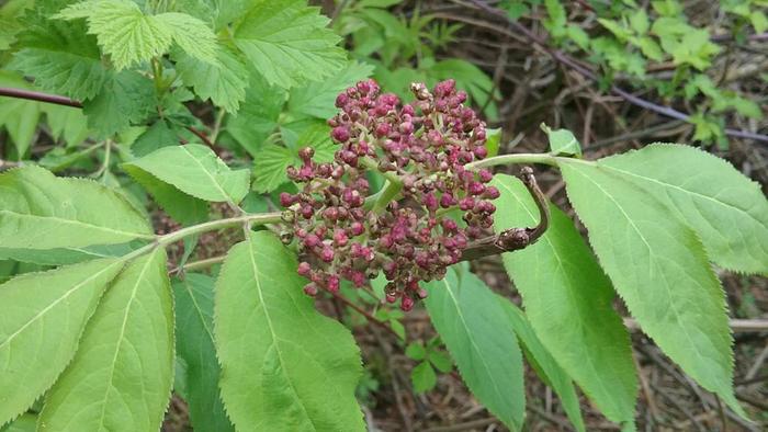 Plant Growing everywhere in woods