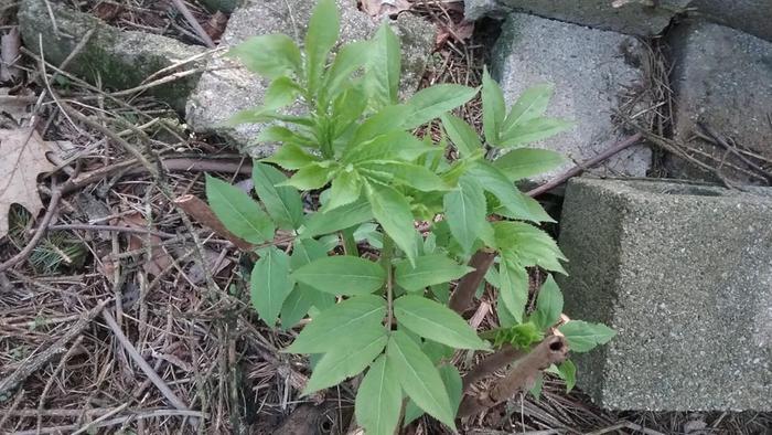 Cement blocks will be moved soon, but here are some shoots that formerly had branches, got quite tall. 