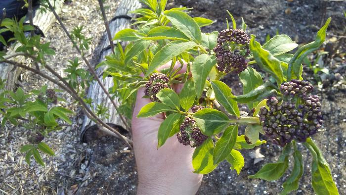 Red elderberry, Sambucus racemosa, flower buds