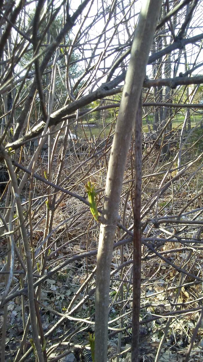 American elderberry at the same time demonstrating how much slower it is to break dormancy. Shoots are beginning to emerge but no sign of their white flower buds yet.