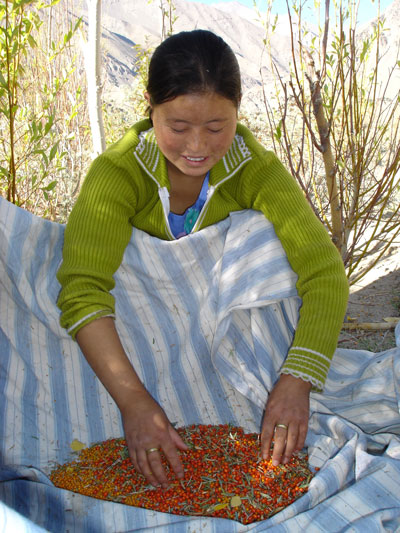 [Thumbnail for Collecting-seabuckthorn-Ladakh.jpg]