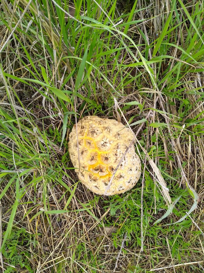 Puffball mushroom on Lot 5 going to spore. Fred has big plans for the spores