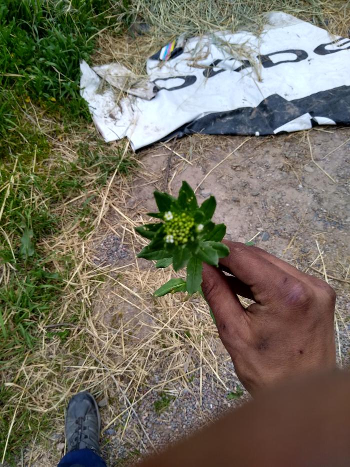 Pennycress we harvested off the edible, bitter but delicious. You can tell it's part of the mustard family by the fact that the flower has four petals and six stamens