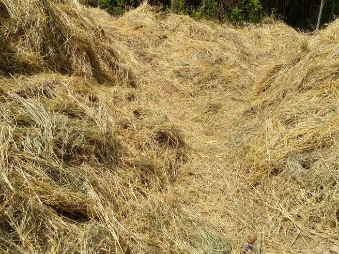 Hard to see, but theres holes in the hay where seeds are planted