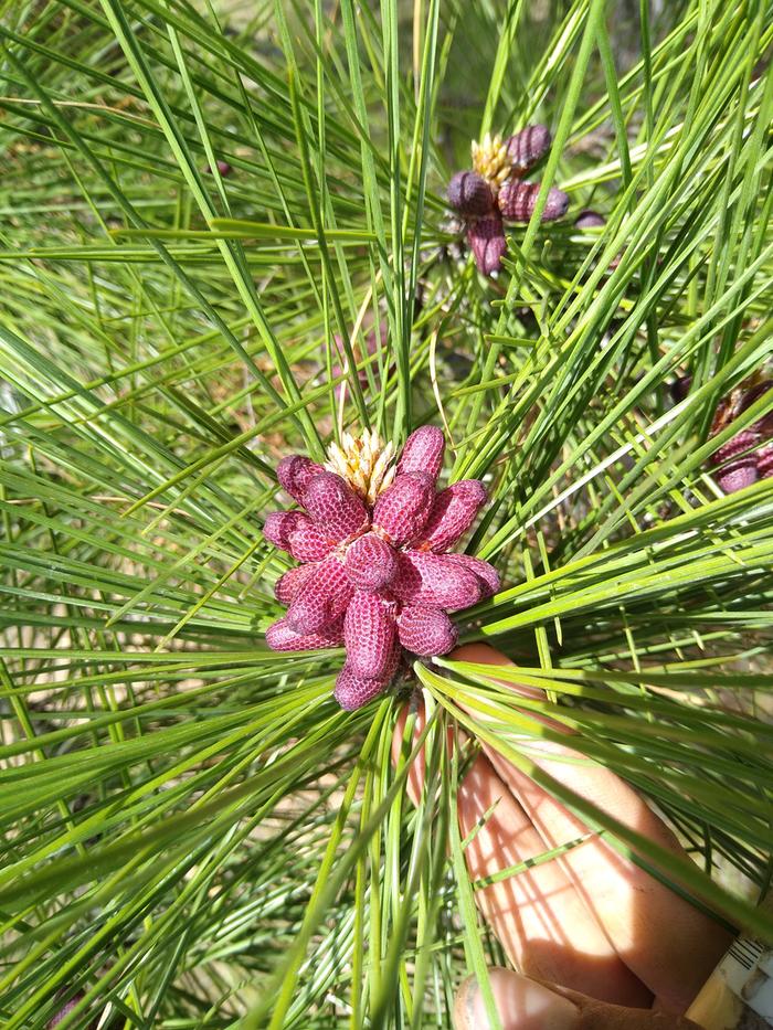 Vibrant cones forming on a conifer near Apricot Alley