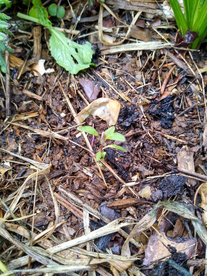 Maybe one of my tulsi basil seedlings?