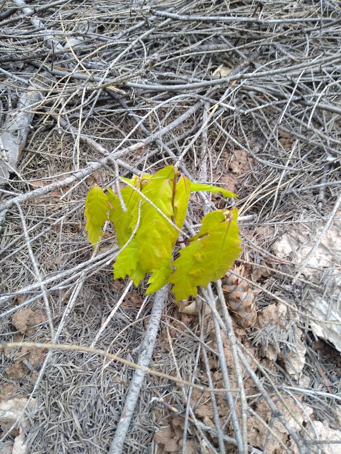 Oak seedling? Surprising number of decidous seedlings on plot 2. A welcome site for a Michigander