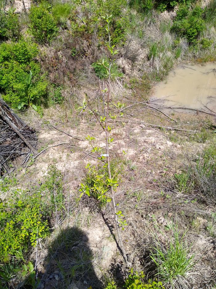 An apple tree on plot 2