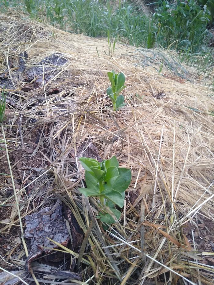 The favas are growing like crazy