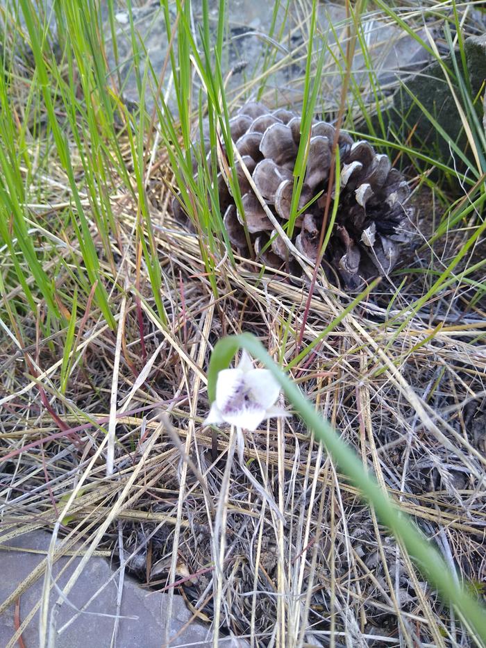 Mystery flower from pulling knapweed