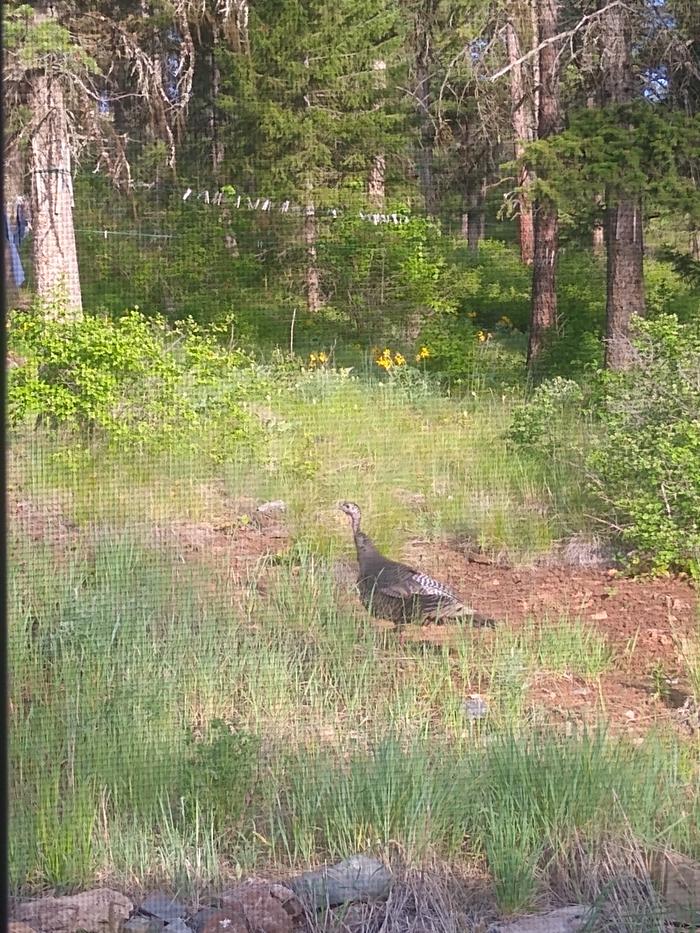 Spotted a turkey out by the clothes line 