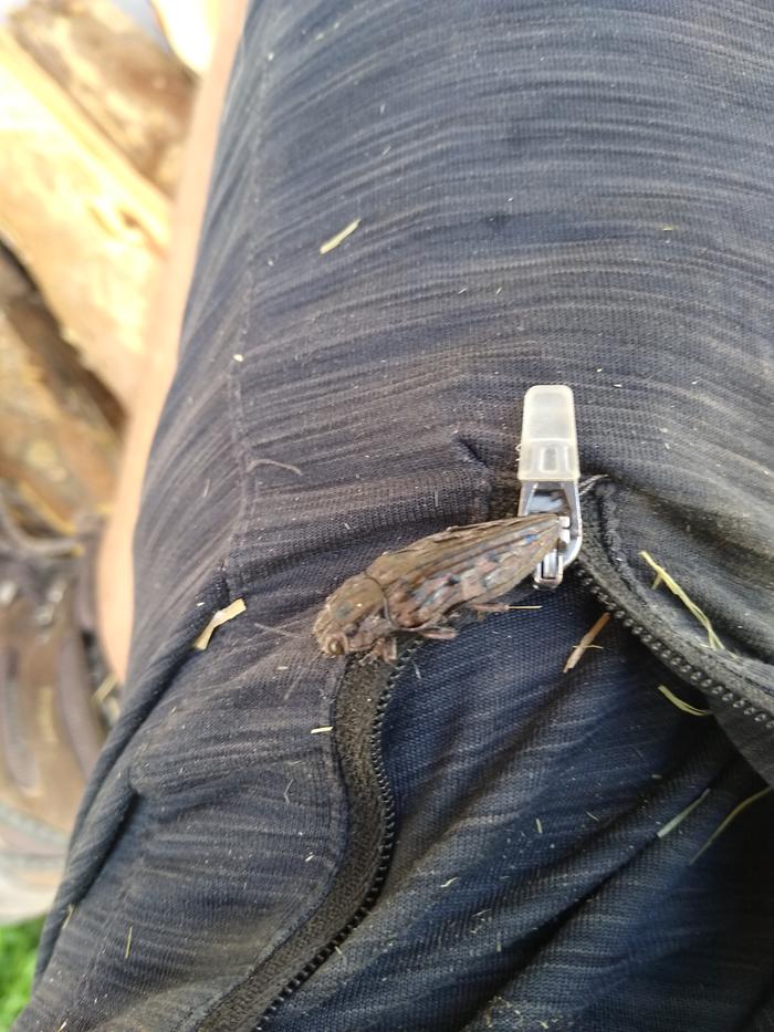 Insect decided my shorts were good camouflage, I don't disagree