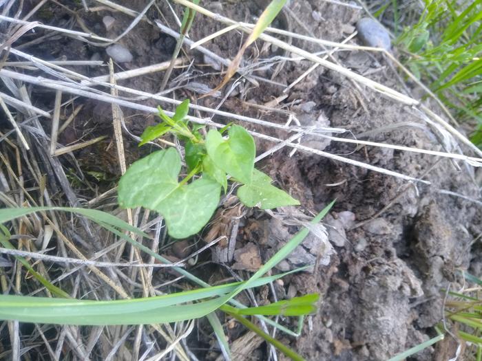 Volunteer on the berm, pretty sure it's a bean