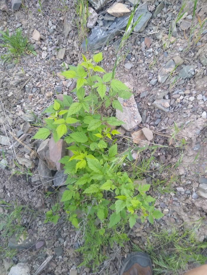 There's some raspberries planted around