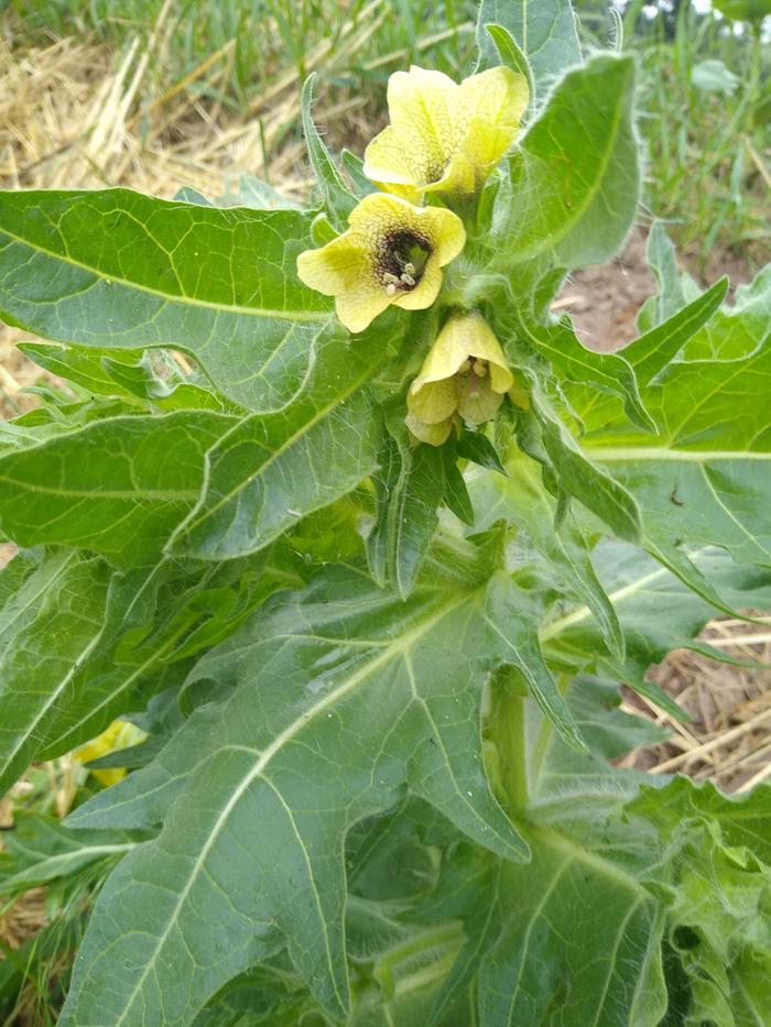 Henbane in the garden. Weird juju