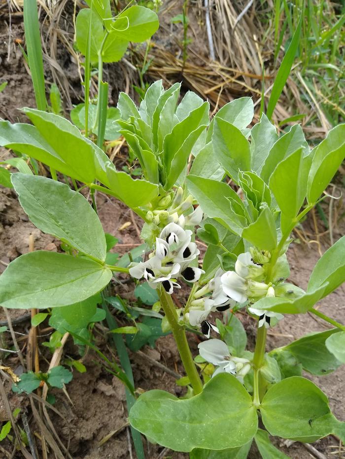 Some of the favas are beginning to flower!