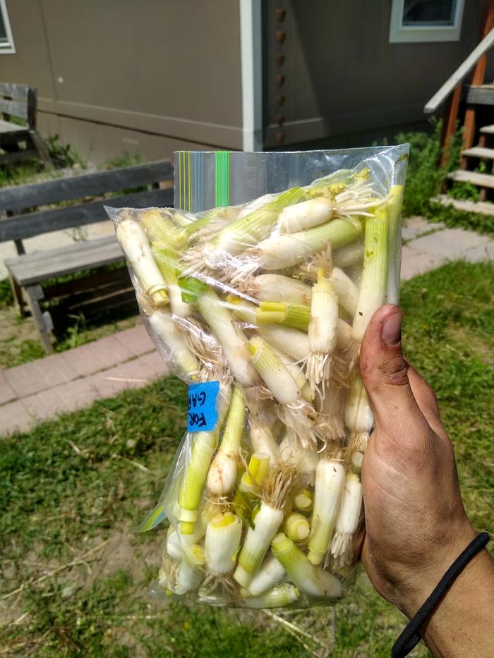 Planting dumpstered green onion bottoms at base camp