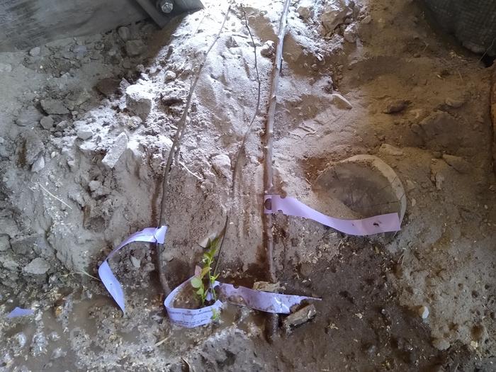 Boot seedlings, a cherry, two chestnuts, and a blueberry. Not pictured: 5lb hazelnuts and 100 goumi seeds