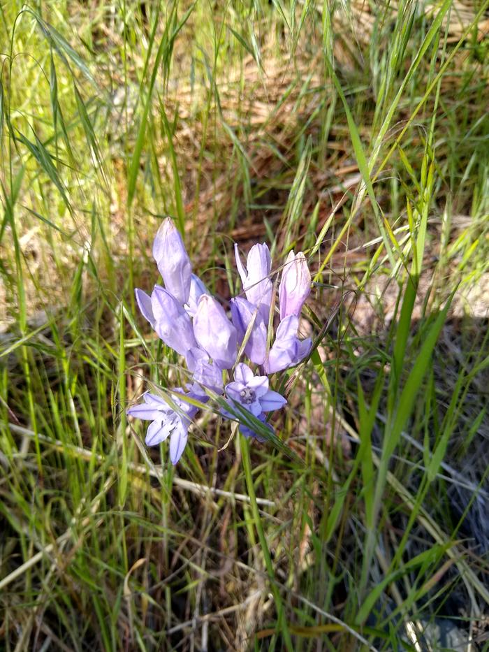 Pretty cool flower, they're all over at base camp