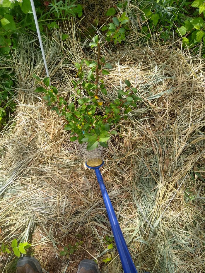 Watering the goumi planted yesterday