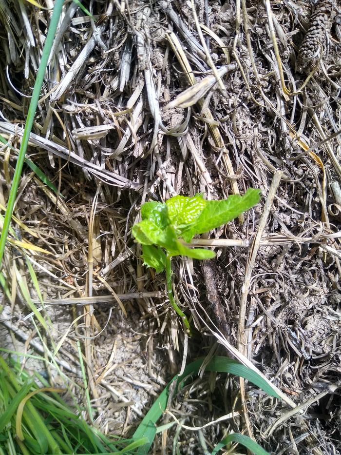 My one bean seedling got pretty destroyed