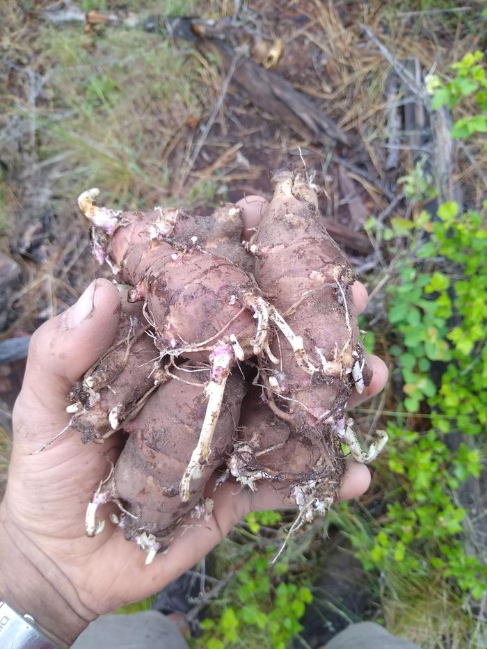 Planting sunchokes