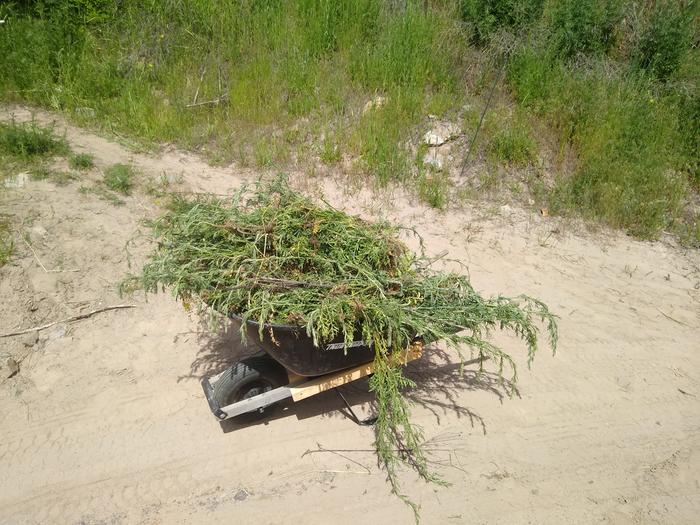 Simon pulled a big ol wheelbarrow of knapweed