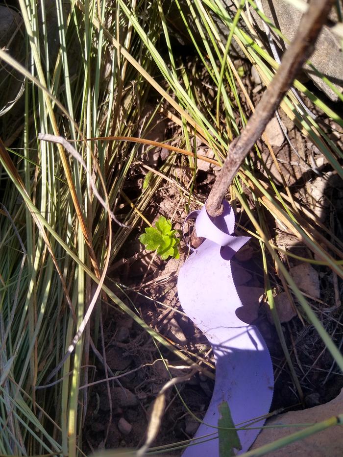 Currant leaves (yay!)