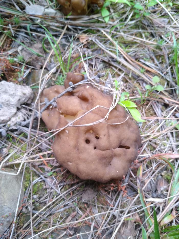 A false morel... maybe?