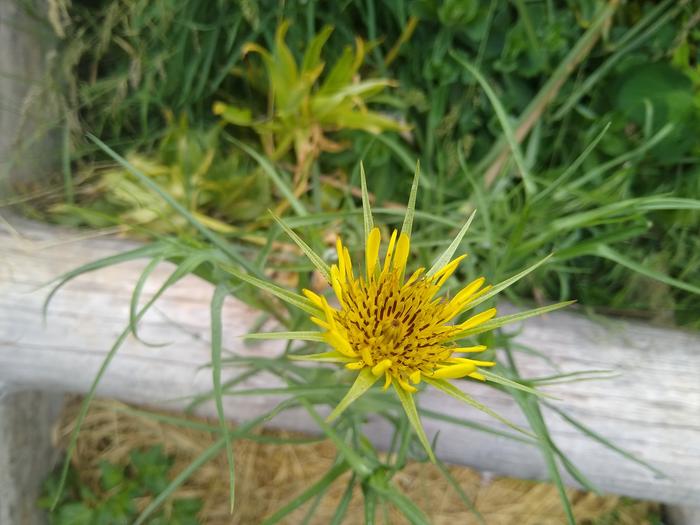 Salsify flower