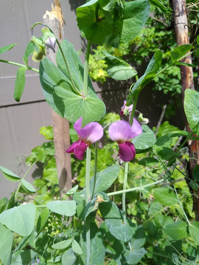 Some peas blooming