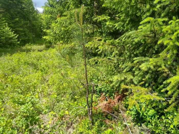 Fred stopped me from backing the trailor over this tree like two dozen times. Thanks Fred!