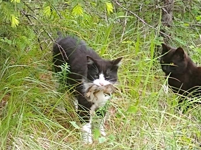 Willie Smits caught a chipmunk. I think someones jealous...