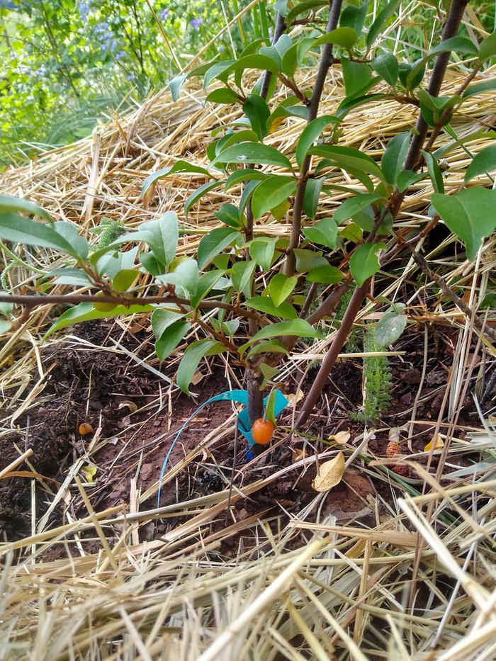 A goumi berry ripening on the lower paddock