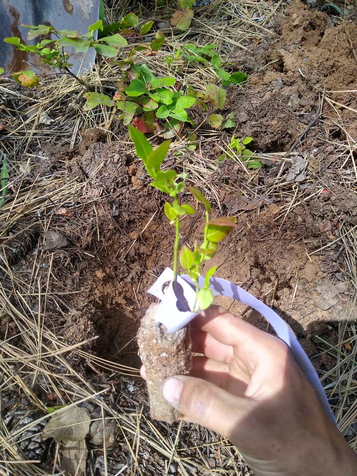 Blueberry seedling waiting to go in the ground