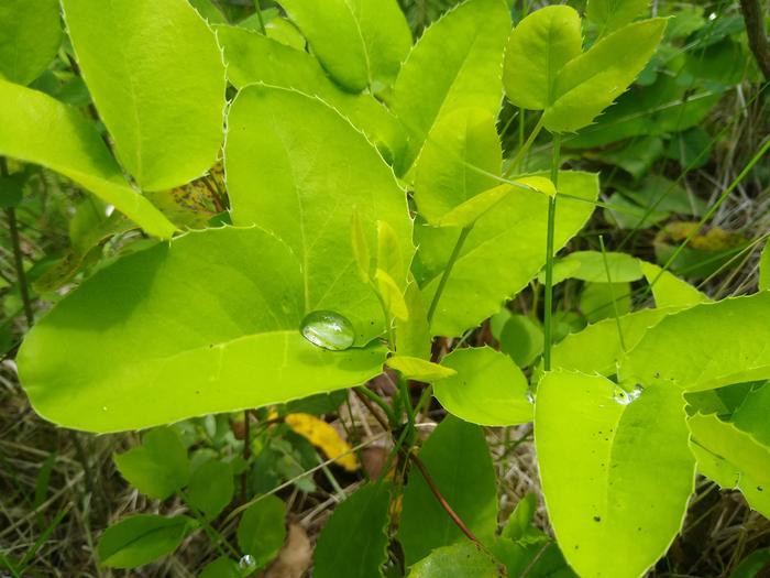 Oregon grape collecting water after the rain. Trippy stuff!