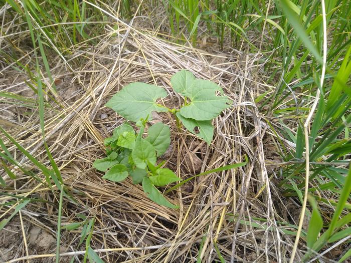 Beans are finally coming up!