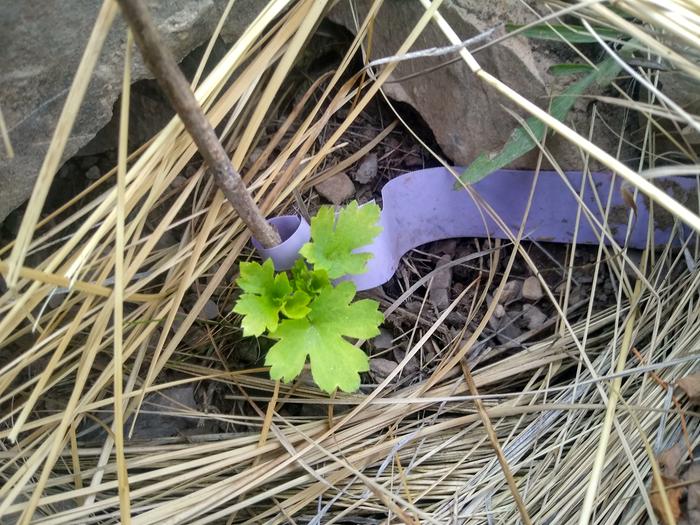 Currant is leafing out more