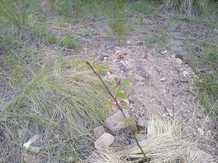 Chestnut leafing out more, it's starting to actually look like a tree!