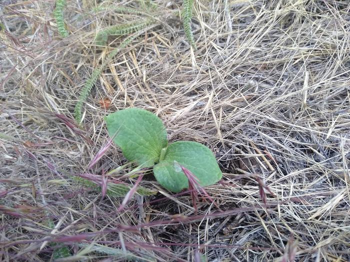 Squash came up on my plot!