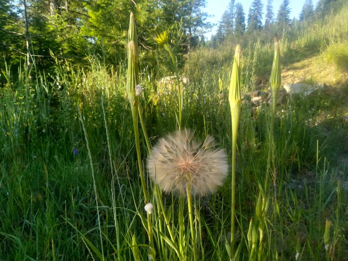 Salsify. Or is it a giant dandelion? Hehe