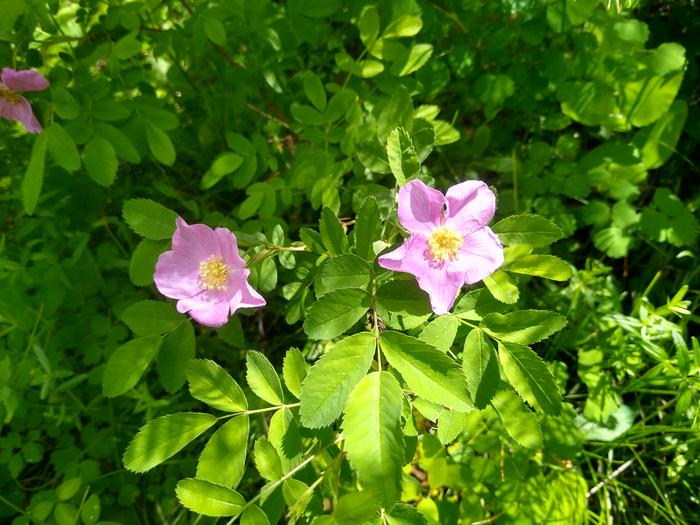 The wild roses are blooming