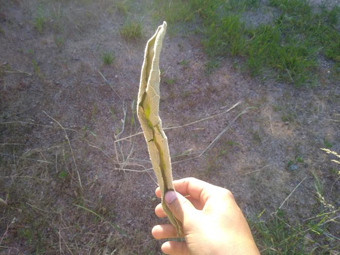 A comfrey leaf I stuck in the solar dehydrator a few days ago