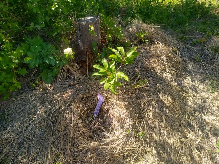 One of the chestnuts at the Abbey