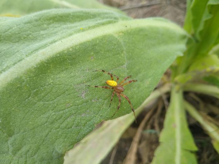 Spider on some mullien