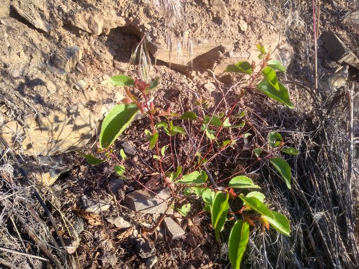 Apricot transplant from the pee palace is getting some new leaves