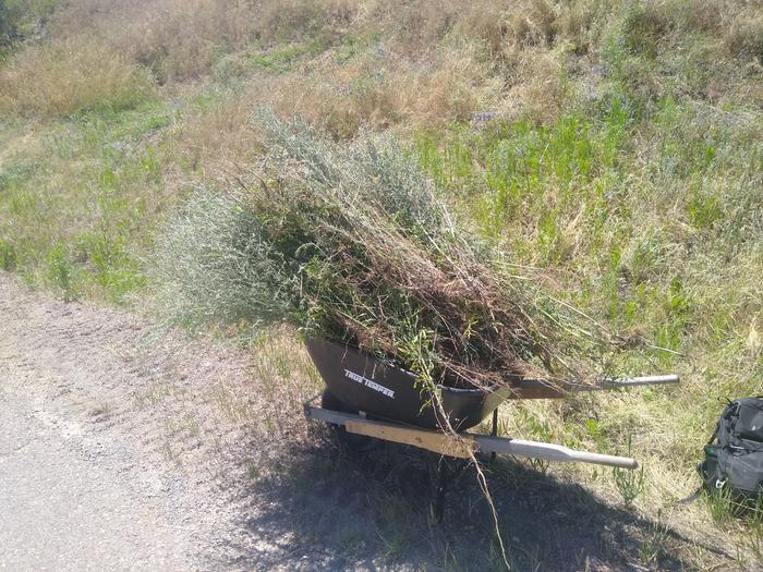 We pulled some knapweed...