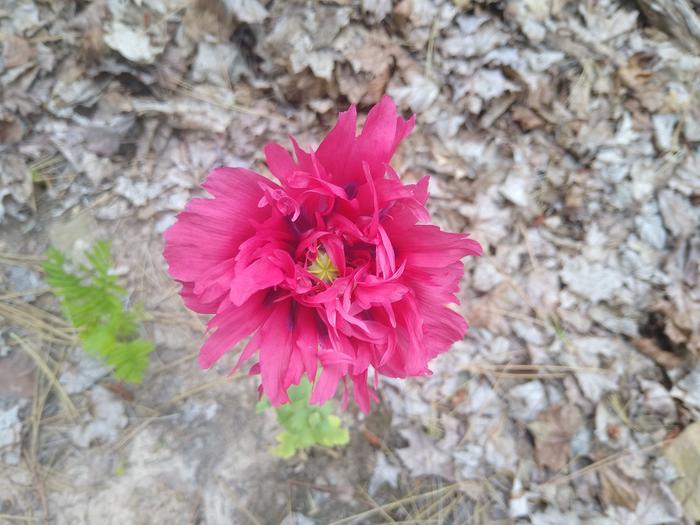 Beautiful flower on Fred's plot