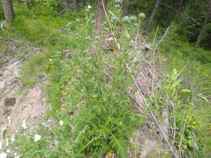 Pulled out some giant thistles. I should get thicker gloves...